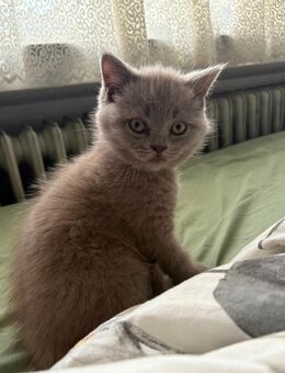 Süße BkH Kitten - Bremen