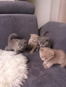 Reinrassiger BKH Bärchen zu verkaufen - Haltern (See)