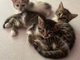 3 wunderschöne Katzenbabys Babykatzen Kitten in 67748