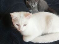 Bildschöner BKH Kater 4 Monate - Neuss
