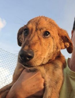 Süßer Mesquita sucht noch sein Zuhause - Altfraunhofen