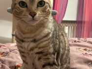 Reinrassige Bengalkatze mit Papieren - Oberhausen