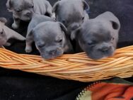 Französische bulldogge Welpen - Gummersbach