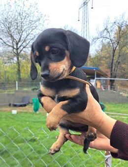 Welpenmädel Lola 💕 - Laufen