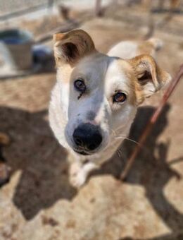 Lieber BEN möchte so gerne ein Zuhause - Neuberg