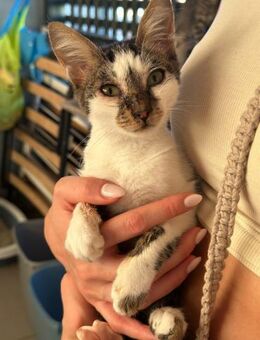 Mucki aus dem Tierschutz - Grevenbroich