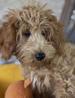 Pudelkind Goral - Wolfhagen