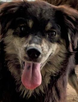 ❤️Zuckersüßes Hundemädchen Sugar❤️ - Eislingen (Fils)