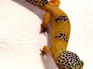 Verschiedene Leopard Geckos Männlich und Weiblich - Leverkusen