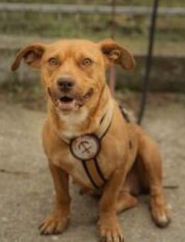 Kuschelmaus Camelia - München