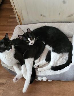 Spike und Georgie aus dem Tierschutz - Bonn