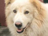 Peter 💚💚💚 ist ein herzensguter Hund - Bad Karlshafen