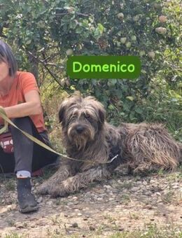 Domenico suchte sich eine Aufgabe - Berlin
