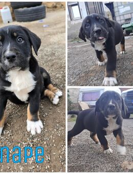 Berner Sennenhund Mix Welpen - Genthin