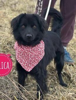 Milica eine freundliche Hündin - Flörsheim-Dalsheim