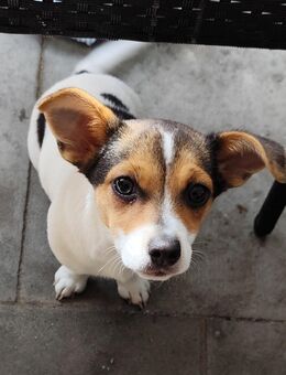 Jack Russell Chihuahua Mix – Bella, 5 Monate alt – Sucht liebevolles Zuhause - Düsseldorf