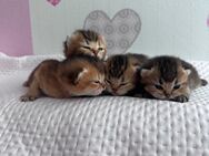 Britisch Kurzhaar Kitten zu verkaufen - Kassel