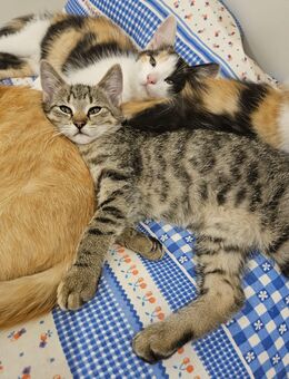 Katzenkind junge Katze Kätzchen Kitten weiblich - Mülsen