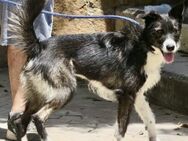 Jesika, offen, neugierig, freundlich - Westerholt