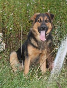 Lucky - Für-Immer-Glück gesucht - Elmshorn