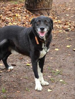 Liebe kennt keine Fellfarbe = SAMMY♥️ - München