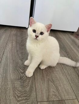 Bkh kater - Gladbeck