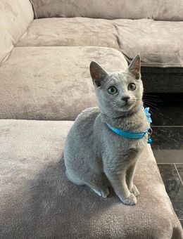 Russisch Blau mit Stammbaum Abgabebereit! - Liebenau (Niedersachsen)