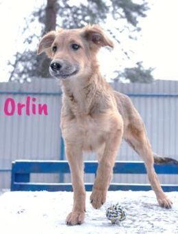 Orlin Junghund will in die Welt 4/24 RU - Ruppertsecken