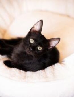 Miles aus dem Tierschutz - Grevenbroich