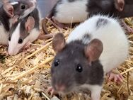 kleine quirlige Farbratten Ratten in verschiedenen Farben männlich weiblich - Neustadt (Sachsen) Hohwald