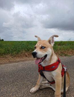 Husky Mischling - Echzell