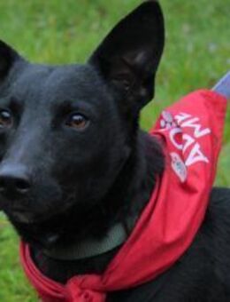 Schnuckel THEO🩵wartet in 18249 Bernitt - Hamburg