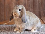 Kleiner zutraulicher Zwergwidder Bub Kaninchen Hase Jungtier SOFORT - Büchlberg