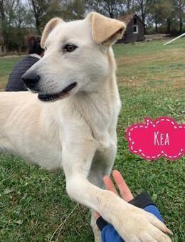 Kea eine wundervolle freundliche - Flörsheim-Dalsheim