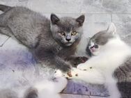 BKH Kitten - Gladbeck
