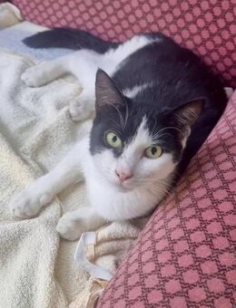 Mini-Vermittlungshilfe für Verein Labus - Bad Camberg