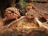 Leopardgecko Gruppe (gerne mit Terrarium) zu verkaufen - Münstertal (Schwarzwald)