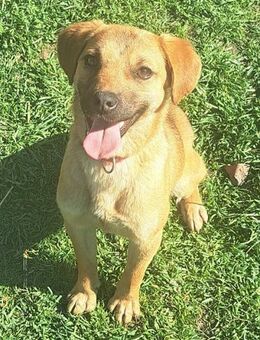 Rocky sucht seine Familie - Weilheim (Oberbayern)