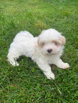 Shih-tzu Malteser Bolonka Welpen - Emsdetten Zentrum