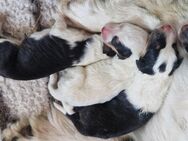 Reinr. Colliewelpen m. Ahnentafel zu verk. - Osterhofen