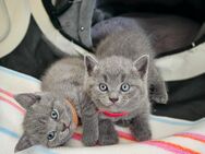 Kitten Britisch Kurzhaar Mix suchen ein neues Zuhause - Winsen (Luhe)