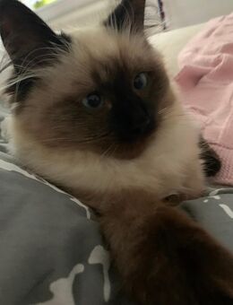 Reinrassige Neva Masquarade Kitten - Witten