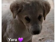 YARA 💛💛💛 Anhängliches Hundemädchen - Bad Karlshafen