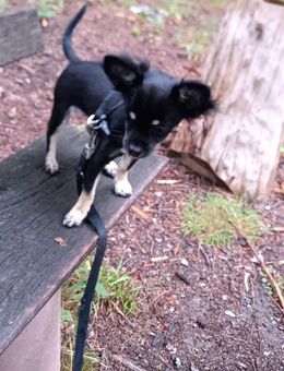 Reinrassige Langhaar - Chihuahua Welpen abzugeben - Schmitten