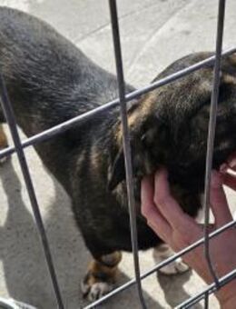 AURORA - 36 cm, freundlich, offen - Weilheim (Oberbayern)