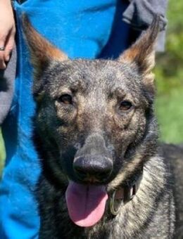 ZOYA, lieb nett verträglich - Gefrees