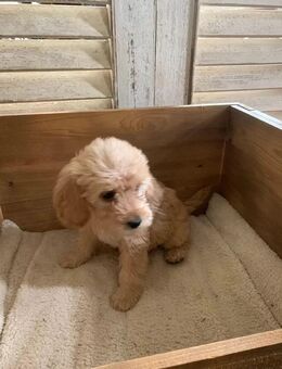 Zuckersüße Labradoodle welpen - Frankfurt (Main)