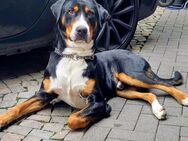 Schweizer Sennenhund - Grävenwiesbach