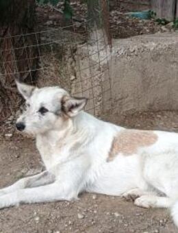 Rea sucht ihren Heimathafen - Celle