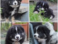 Mini Australian Shepherd Welpe (Rüde) - Nieheim